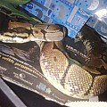 Some of my snakes