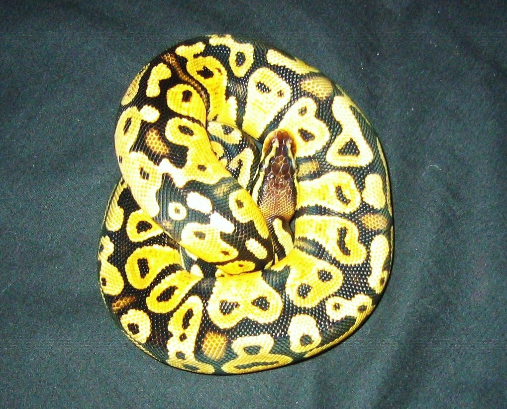 Some of my snakes