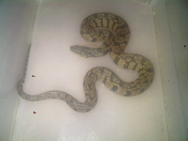 diamond back water snake