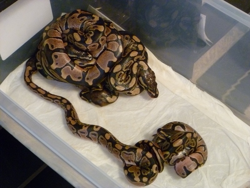 Babies 2011