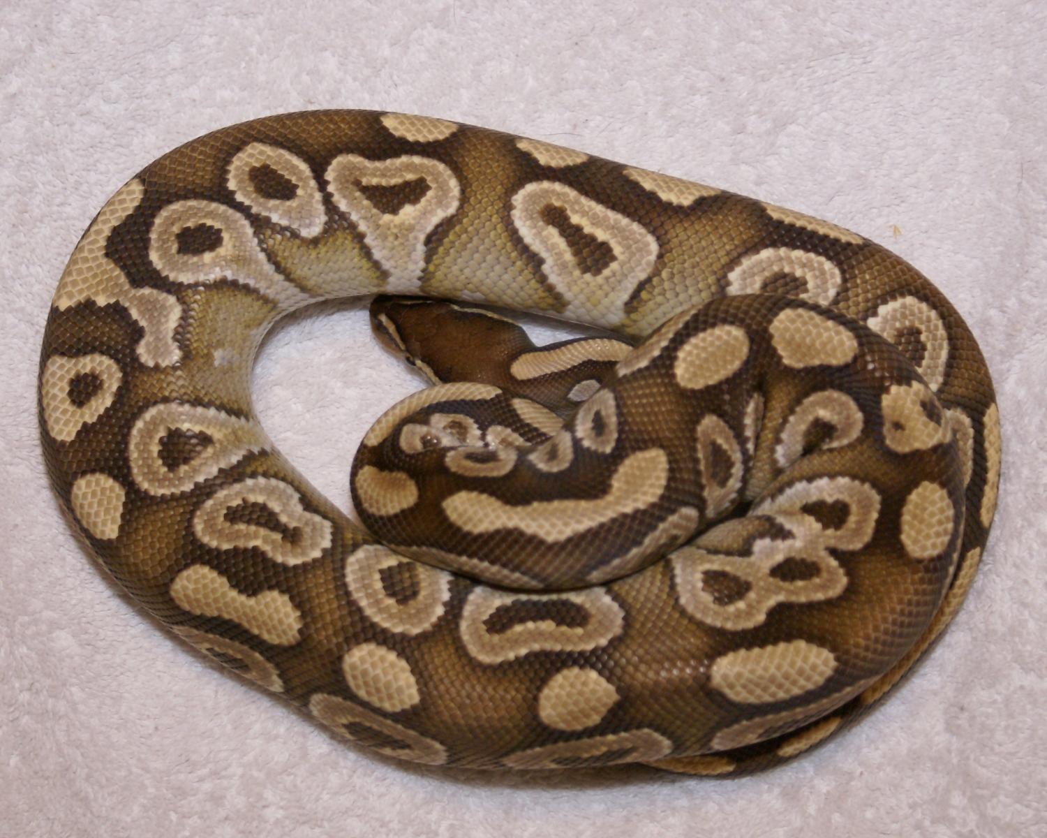 Mojave 905 Grams