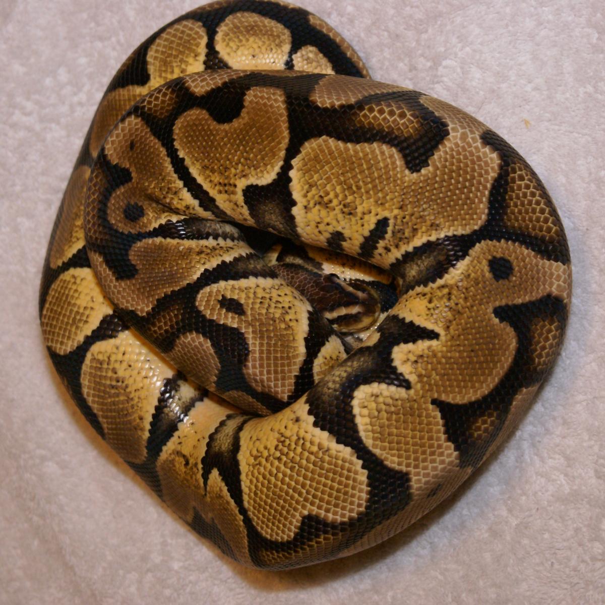 Pastel Male 1065 Grams