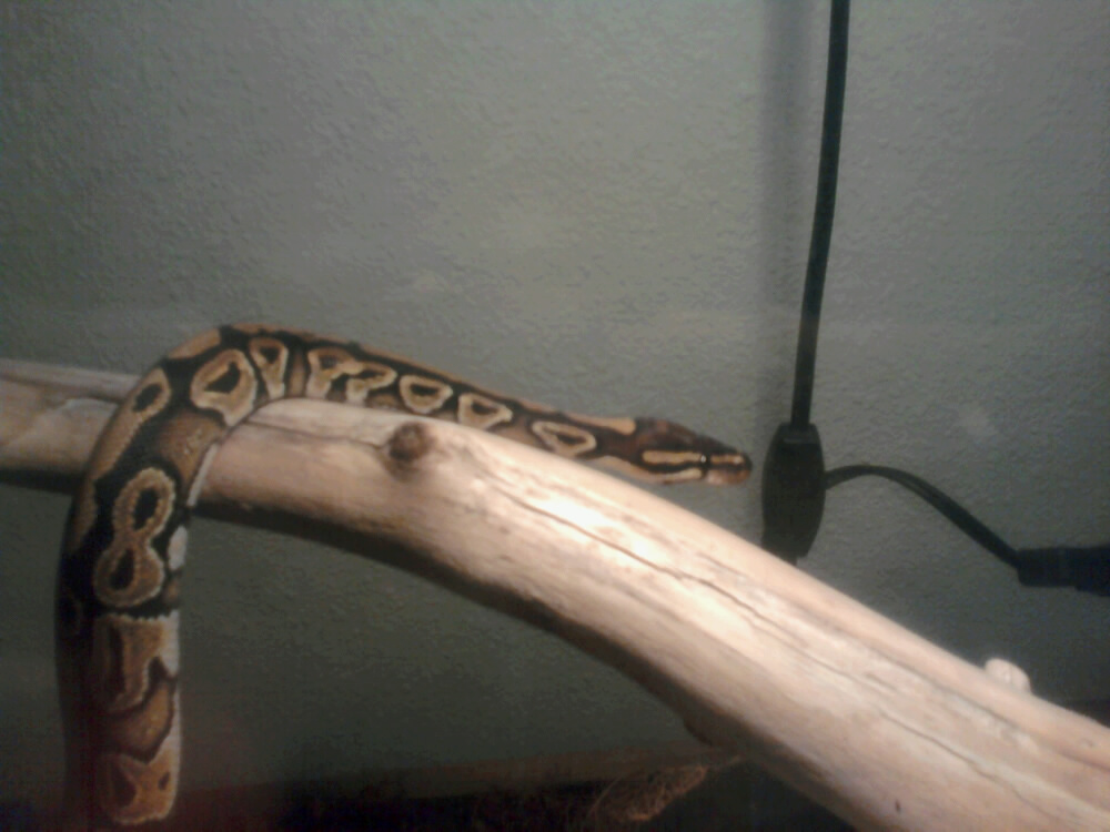 snakie!