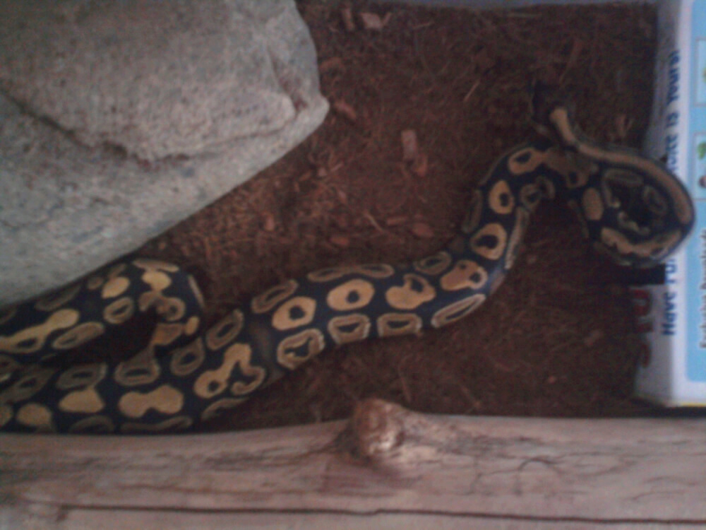 snakie!