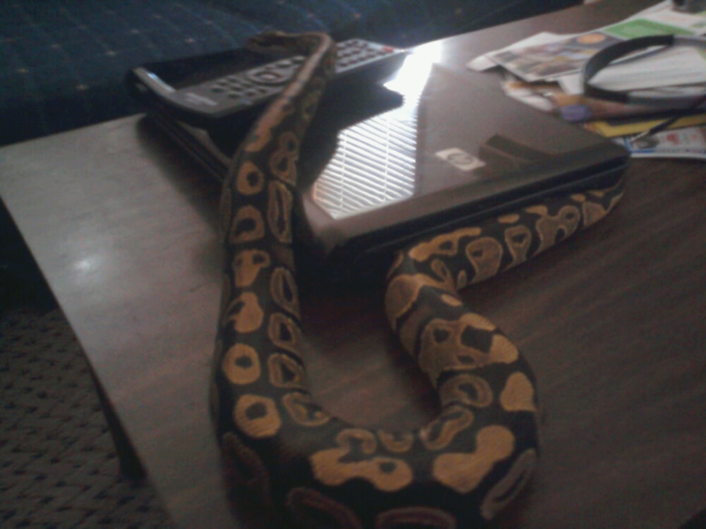 snakie!