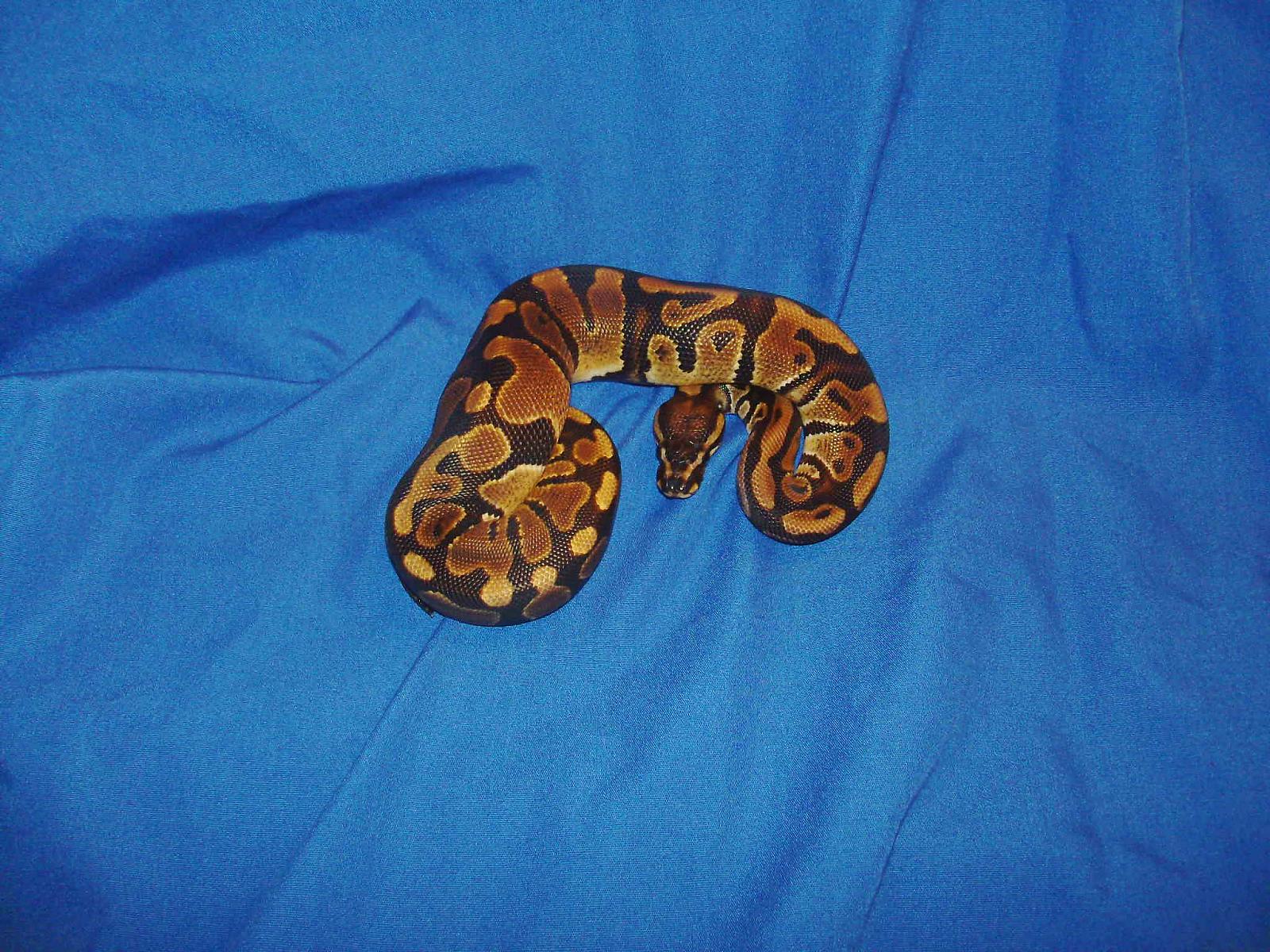 Oscar