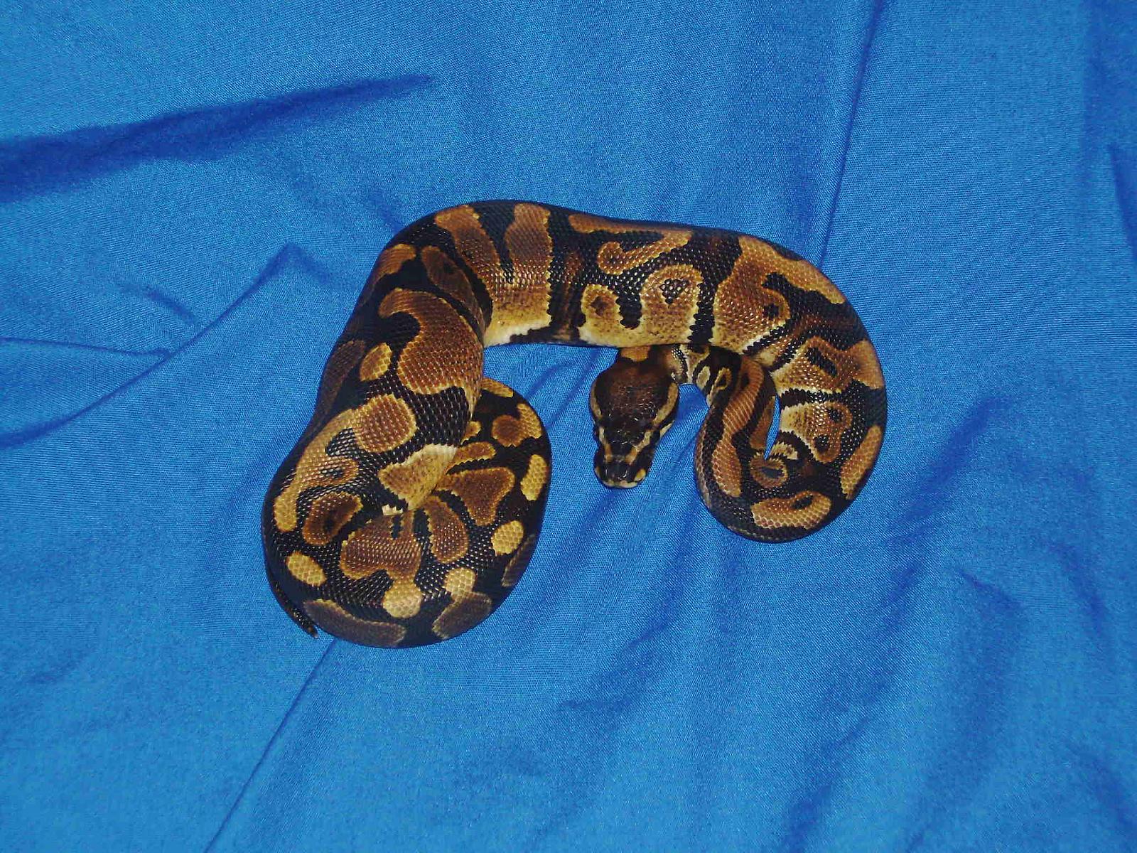 Oscar