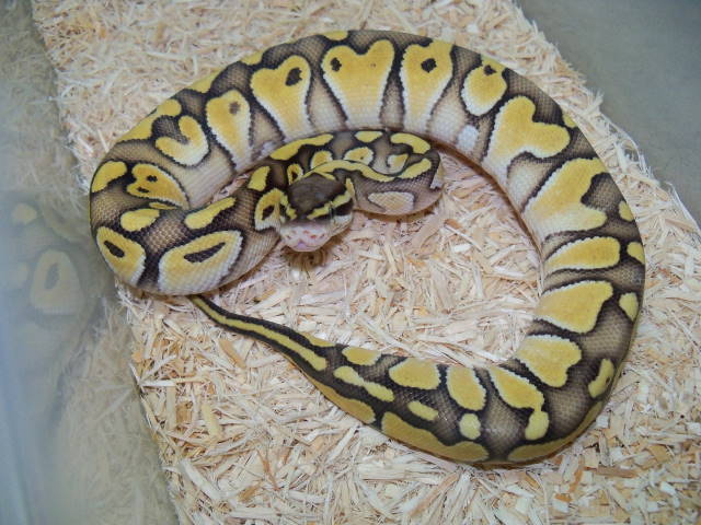 pastel lesser