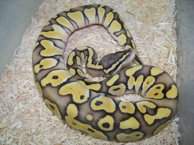 pastel lesser