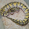 pastel lesser