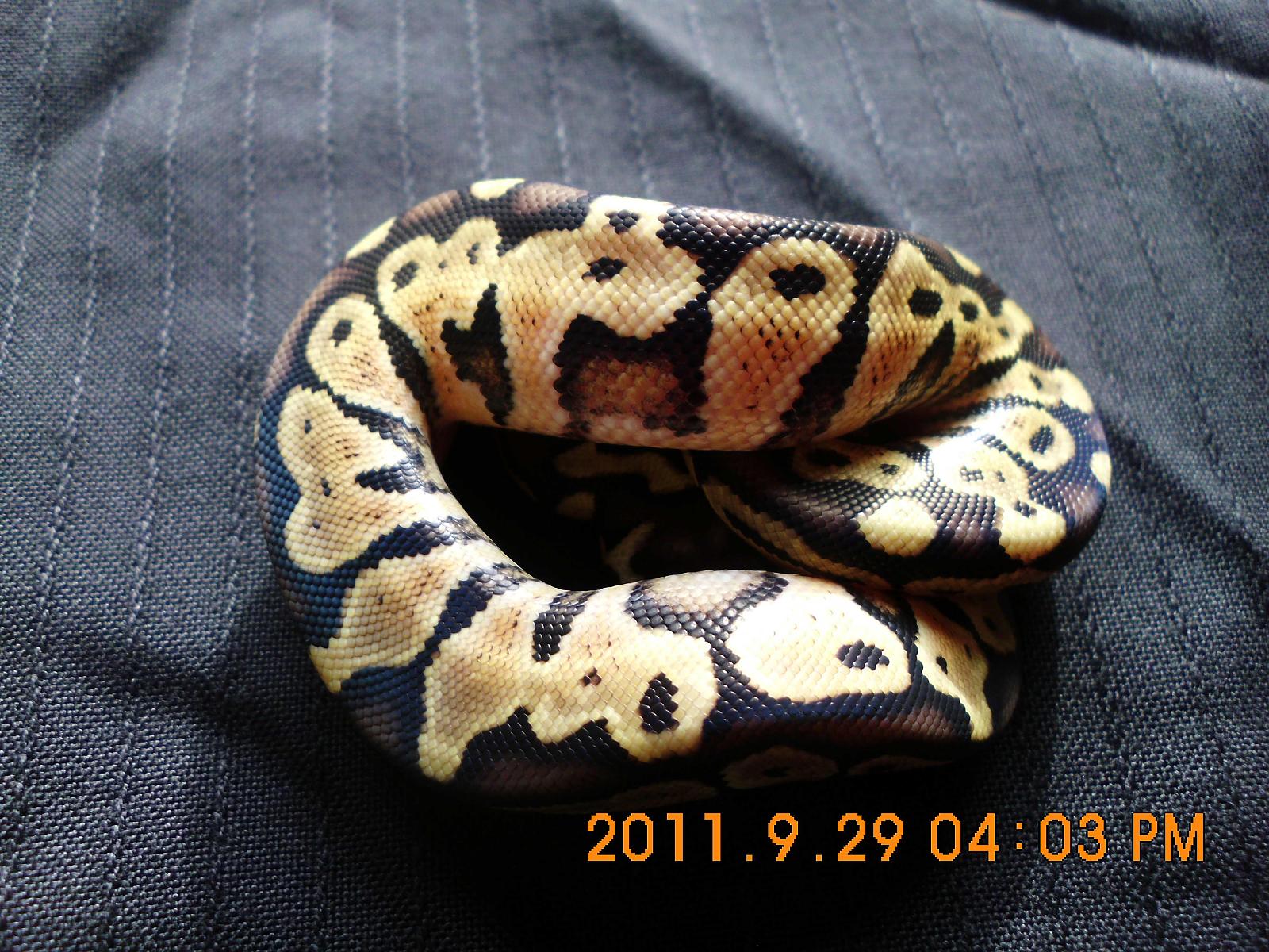 Pastel2