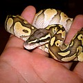 Pastel Lesser male