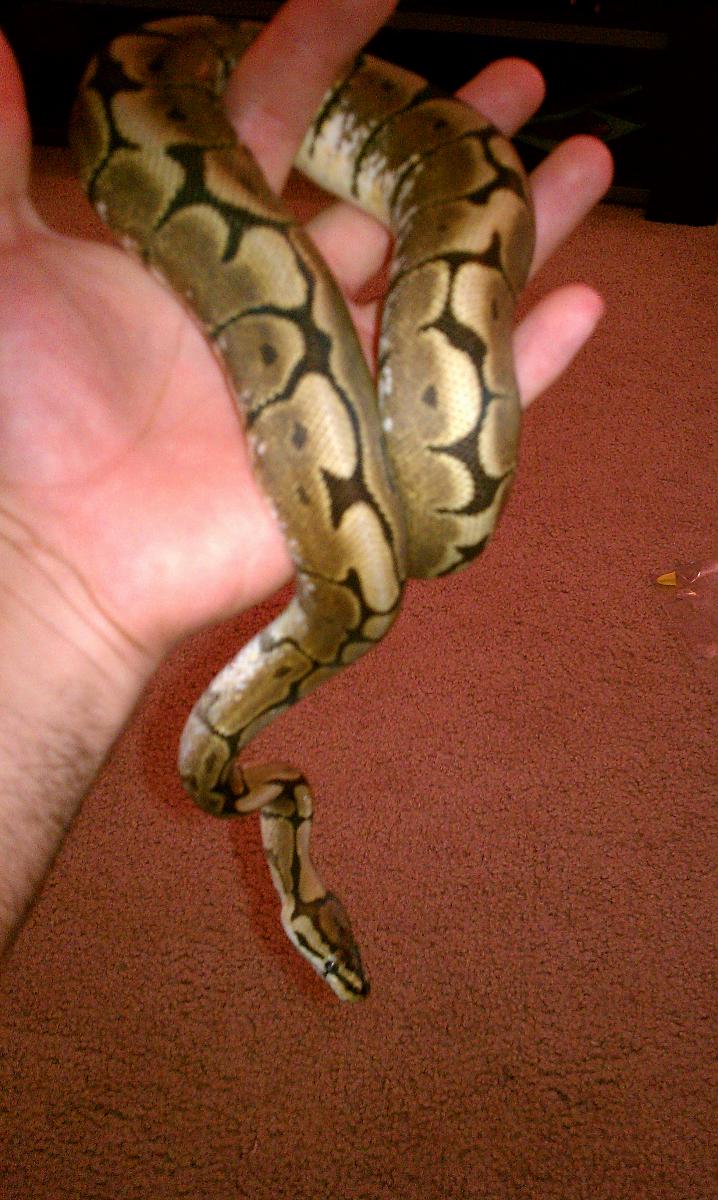 Spider Female