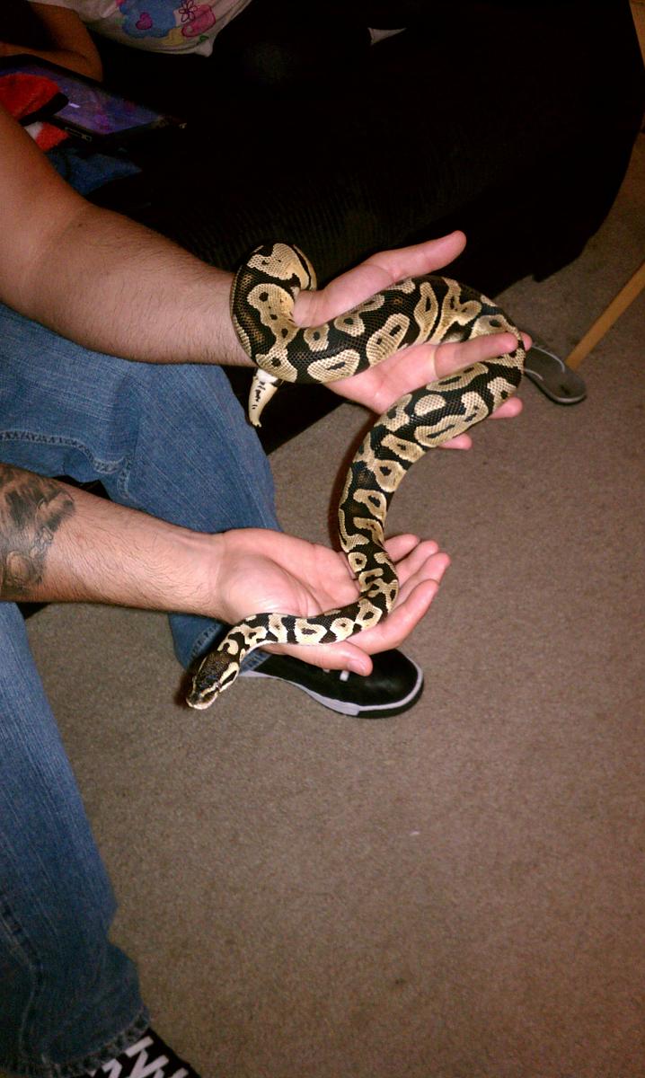 Pastel Female