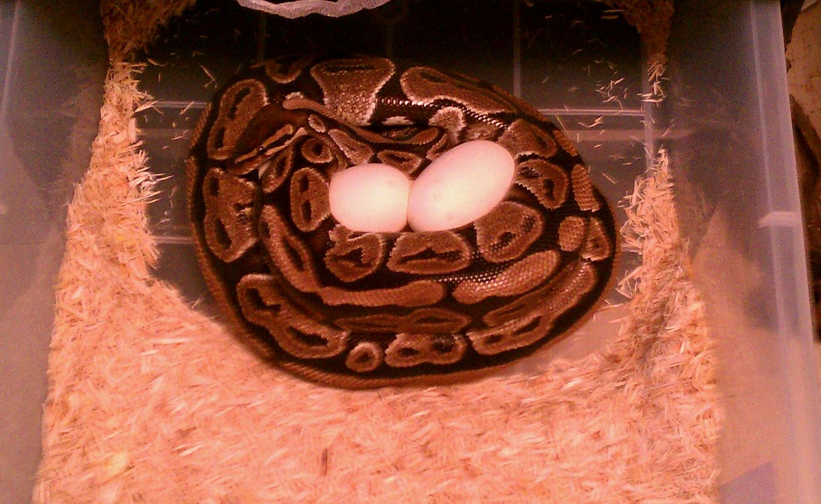 Pewter x het albino clutch