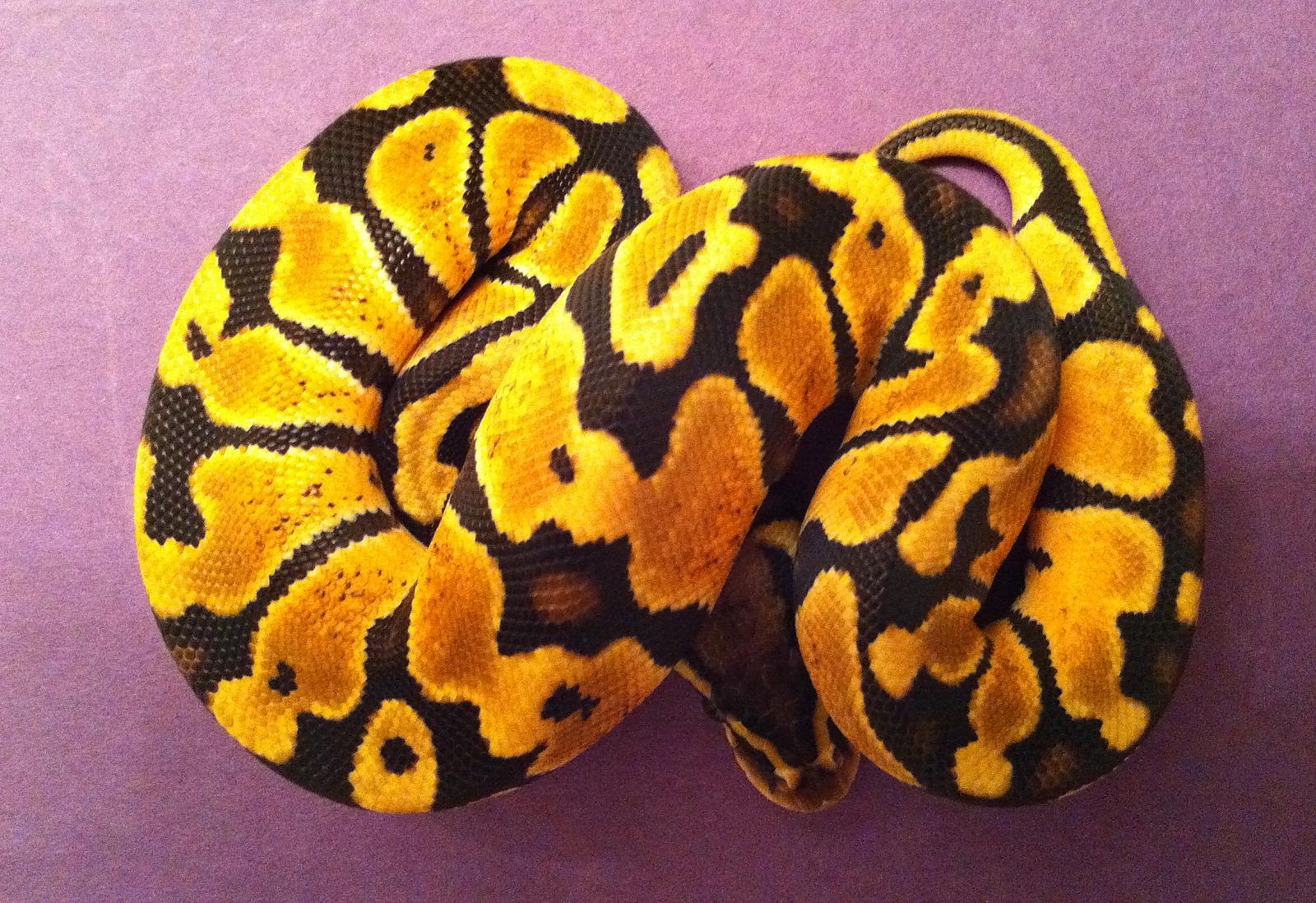 mysterysnake1