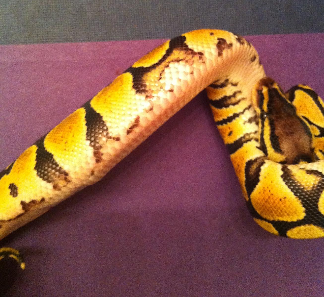 mysterysnake2