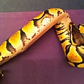 mysterysnake2