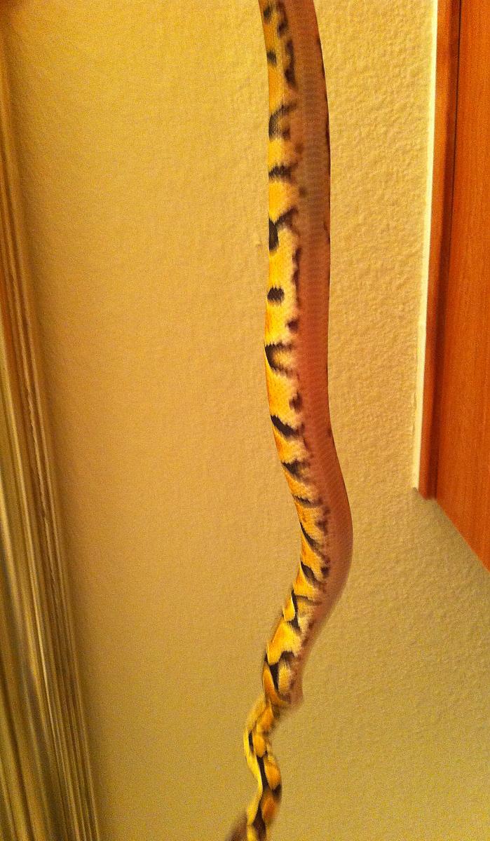 mysterysnake3
