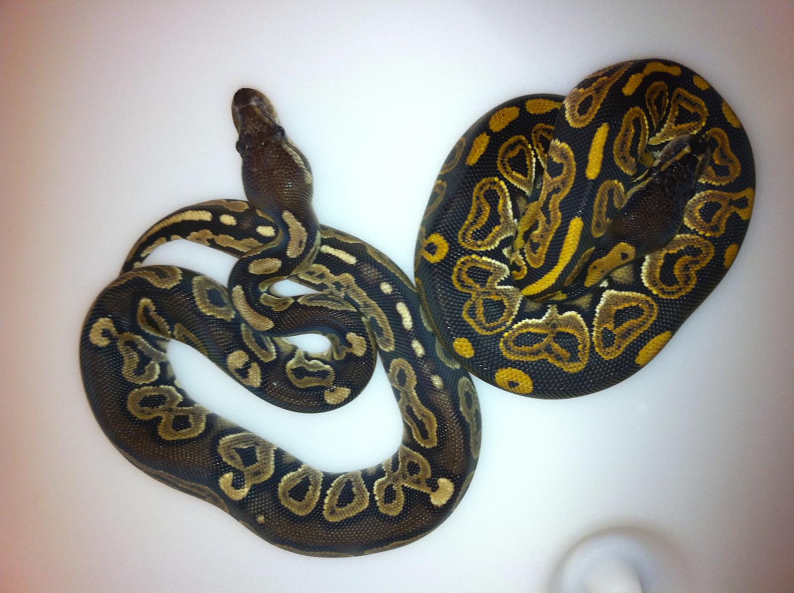 blackpastel