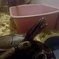My Rescue BP