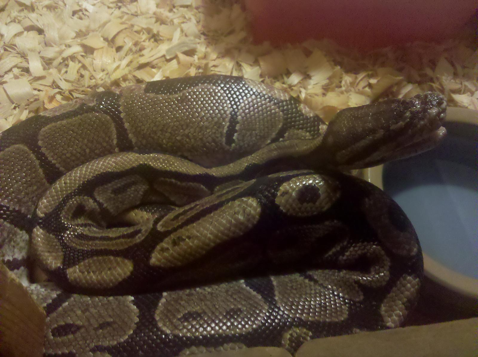 My Rescue BP