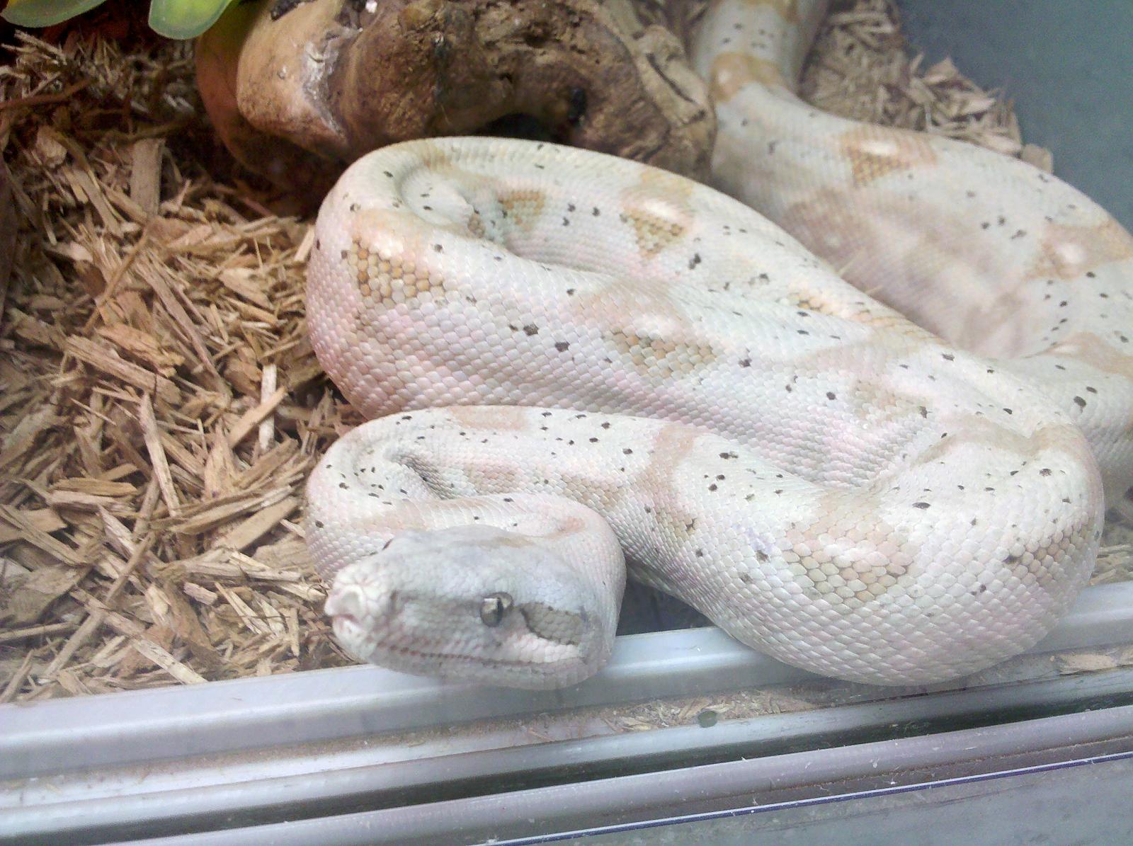 My Hogg Isle Boa - Picked up 9-10-10