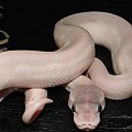 Axanthic Mojave Clutch