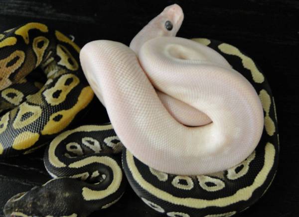 Axanthic Mojave Clutch
