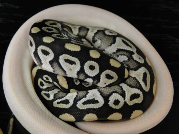 Axanthic Mojave Clutch