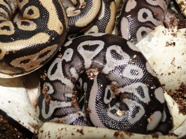 11/13/10 Mojave Albino / Ax