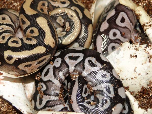 11/13/10 Mojave Albino / Ax