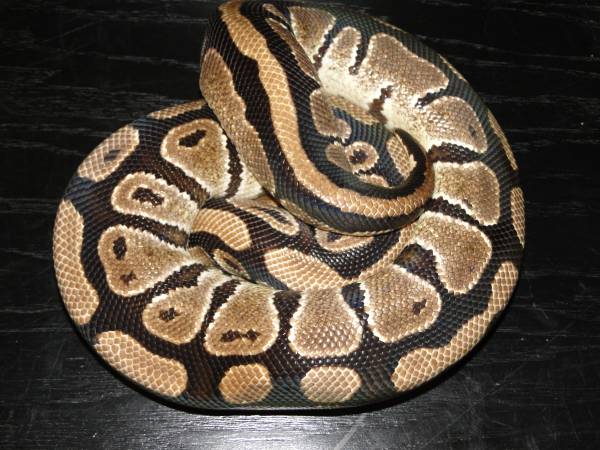 Grandmother of Axanthic Mojaves