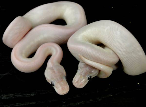 bel het axanthic