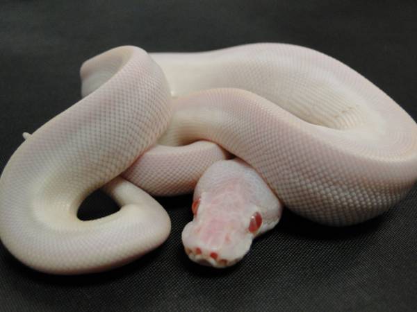 Cherry Bomb Ball Python