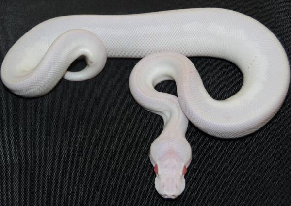 Cherry Bomb Ball Python