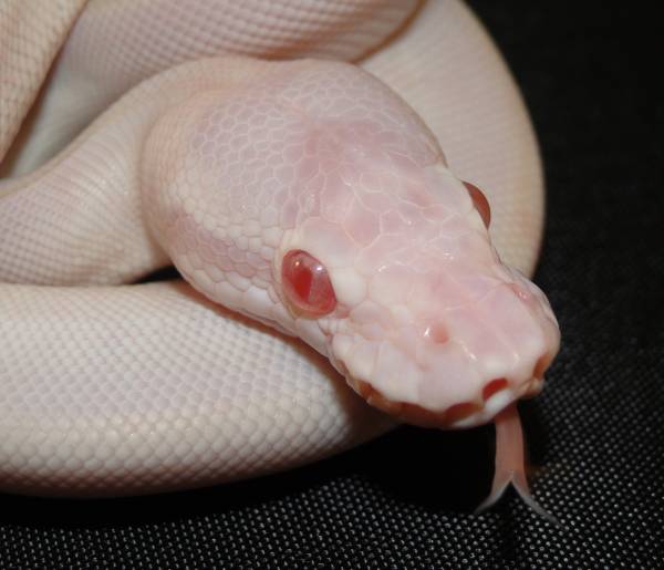 Cherry Bomb Ball Python
