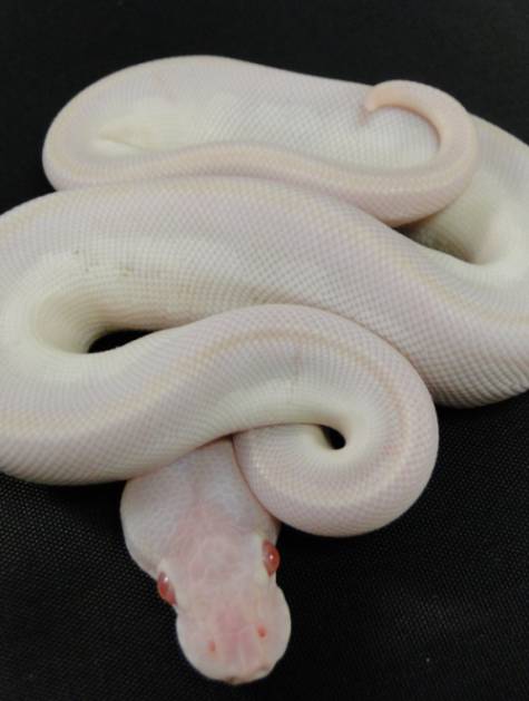 Cherry Bomb Ball Python