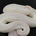 Cherry Bomb Ball Python