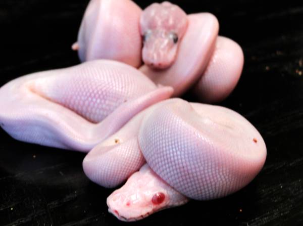 Super Mojave Albino and more