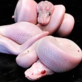 Super Mojave Albino and more