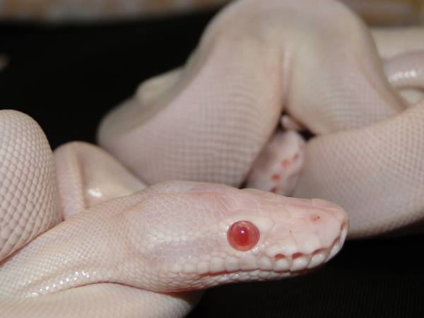 Super Mojave Albino and more