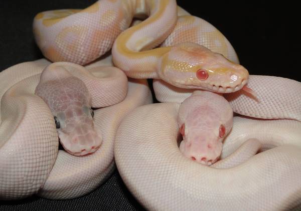 Super Mojave Albino and more