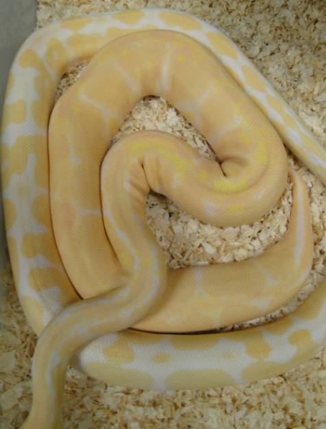weird albino comparison 1