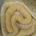 weird albino