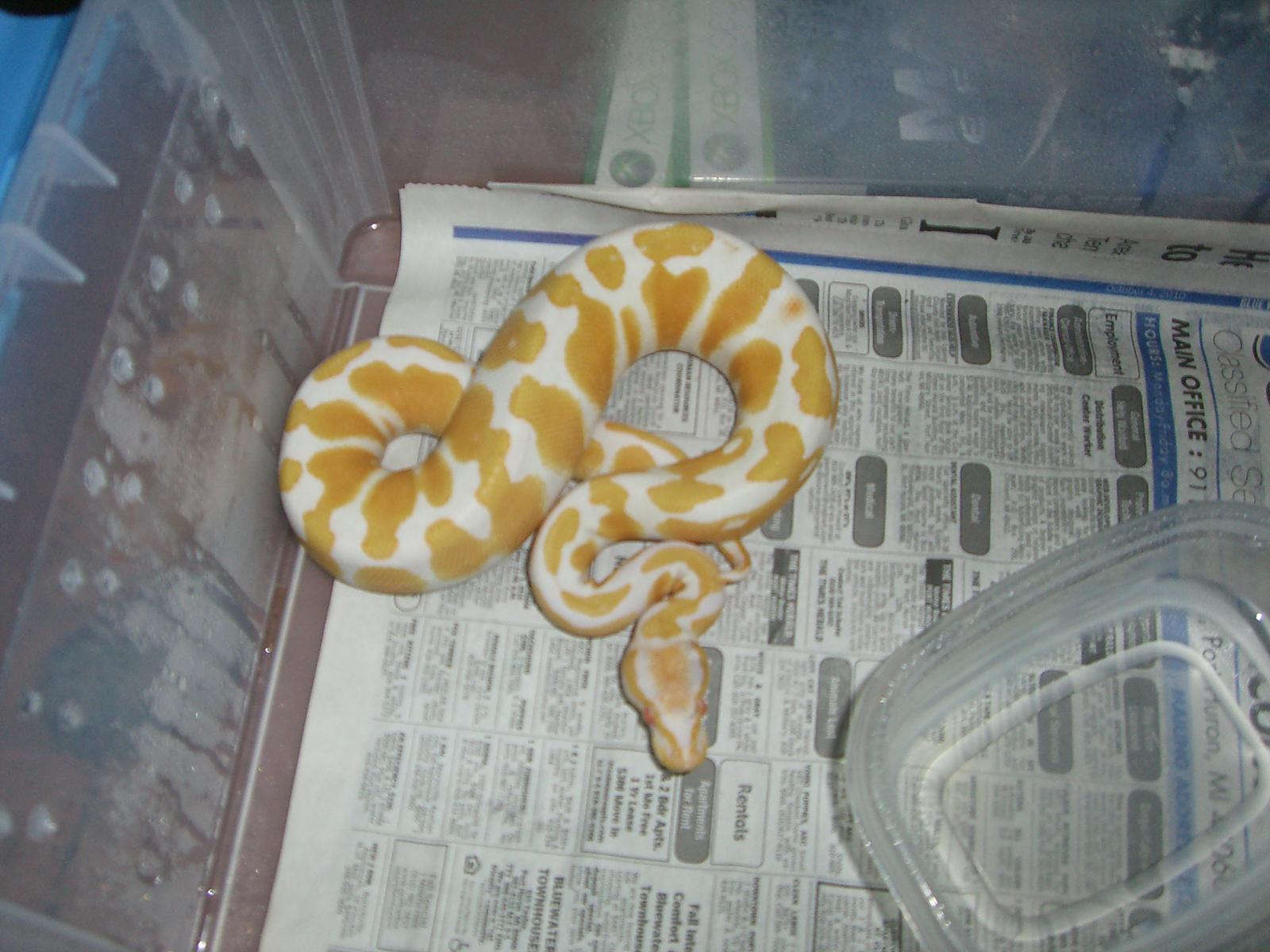 .1 albino