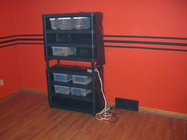 More pic's of my reptile room