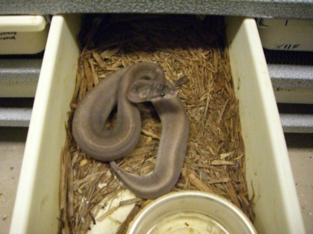 10 female super cinnamon woma