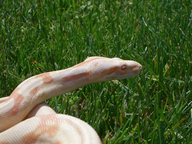 '10 coral albino female