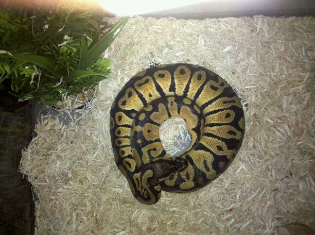 Pastel Ball Python